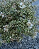 Milky Way Abelia - Image 3