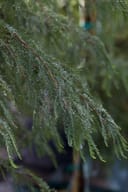 Montezuma Cypress with fine, drooping green foliage covered in water droplets