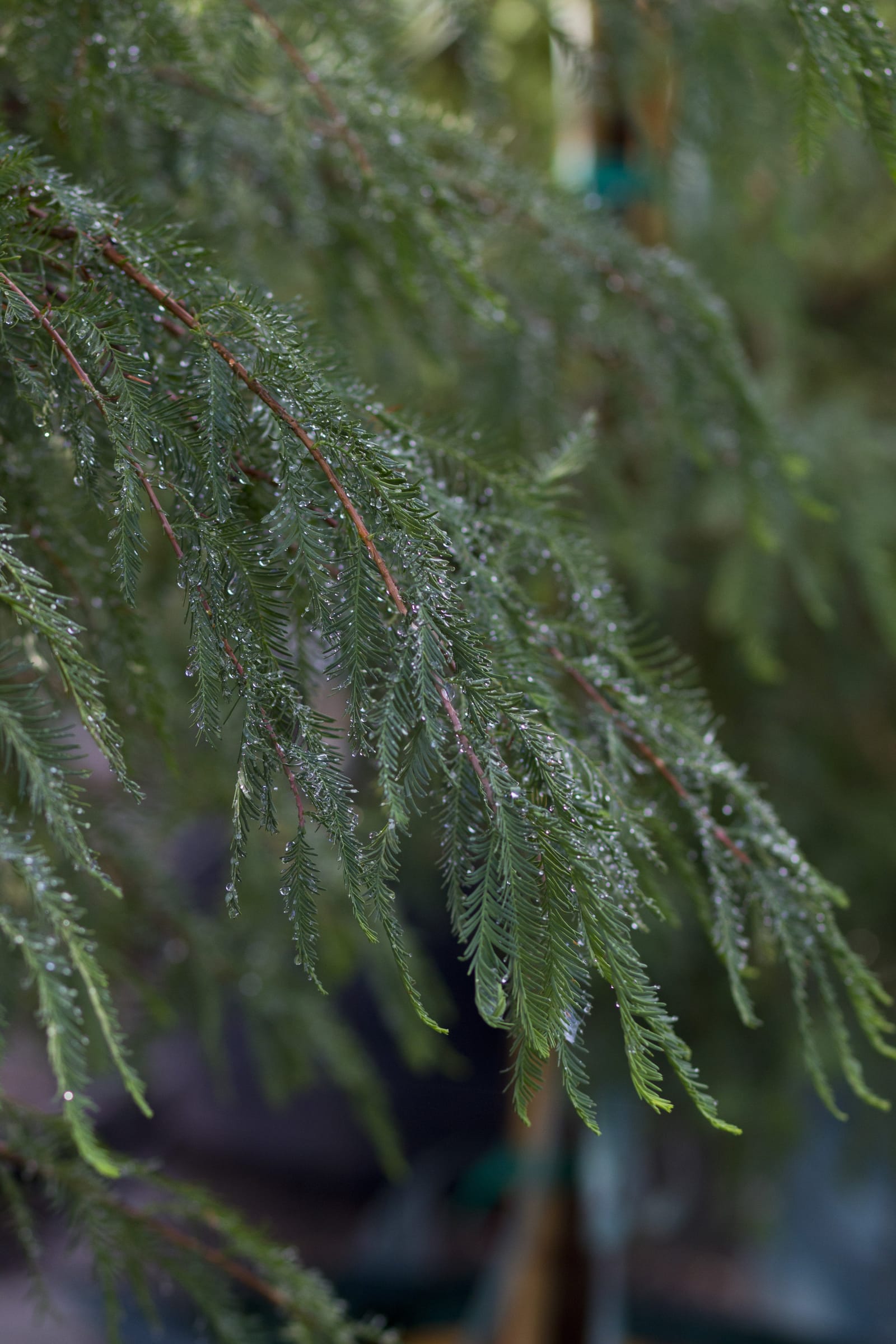 Montezuma Cypress dewy foliage Montezuma Cypress with fine, drooping green foliage covered in water droplets