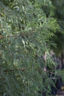 Montezuma Cypress with delicate feathery green foliage on branching stems