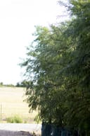 Montezuma Cypress with fine green foliage growing in nursery containers beside an open field