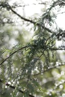 Montezuma Cypress branches with feathery green foliage and water droplets