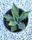 Mountain Agave - Image 3