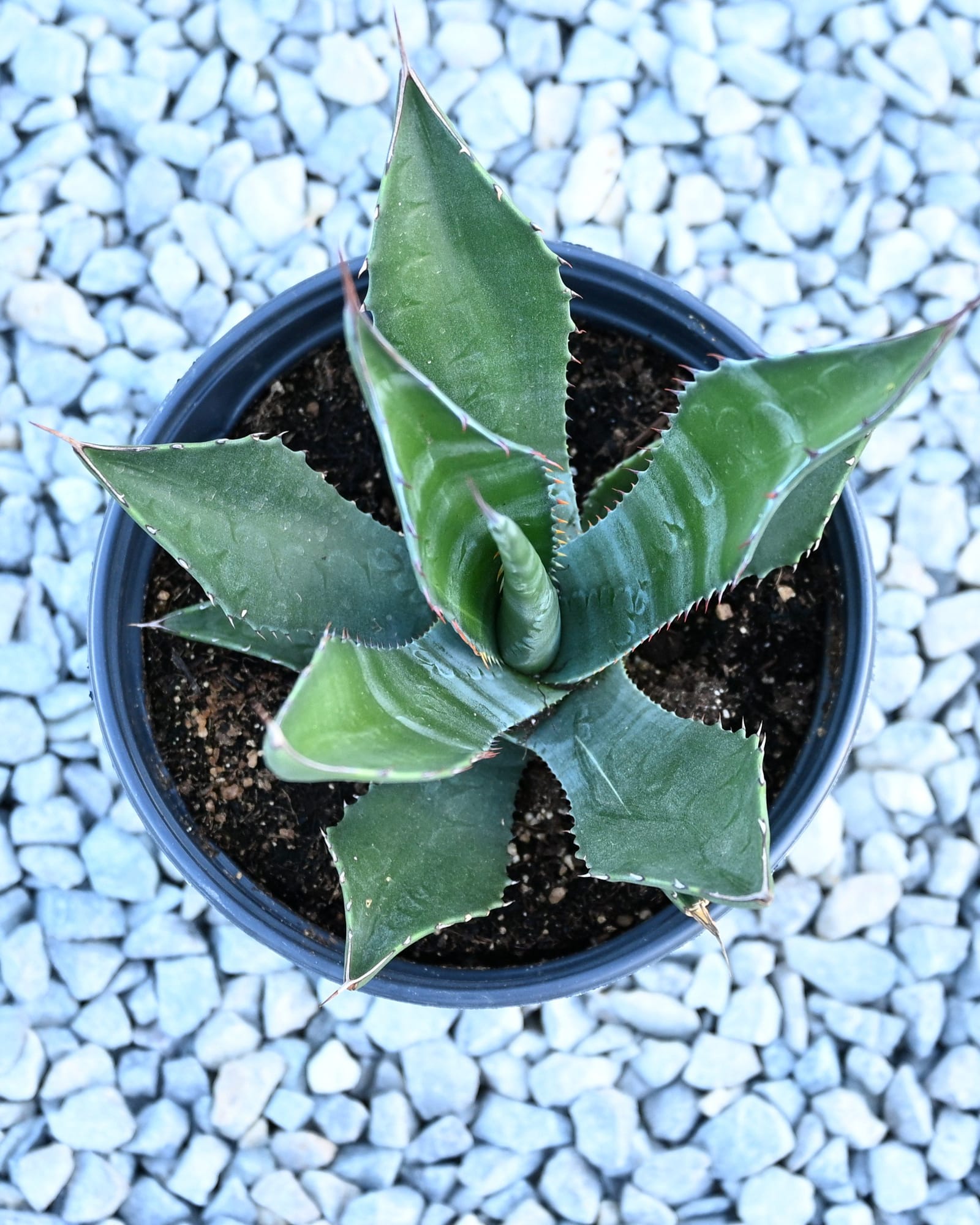 Mountain Agave - view 3