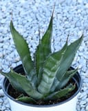 Mountain Agave - Main Image