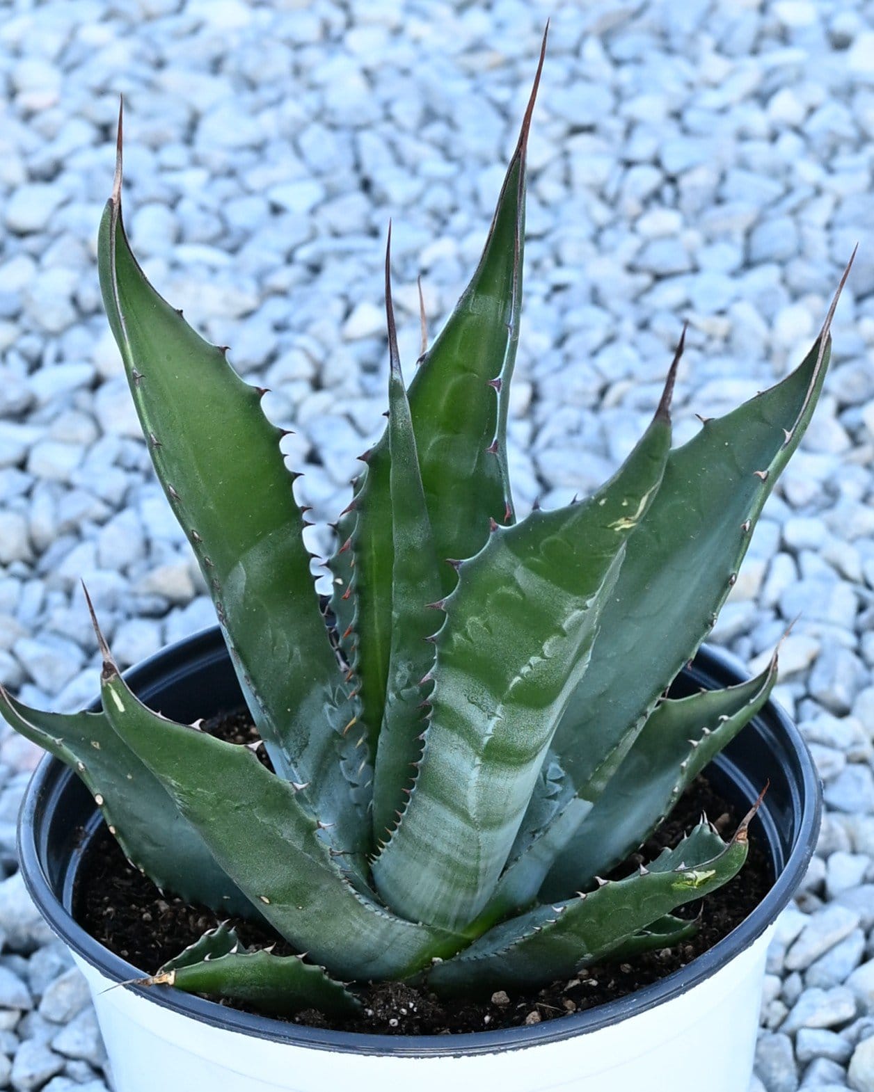 Mountain Agave