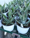 Mountain Agave - Image 2