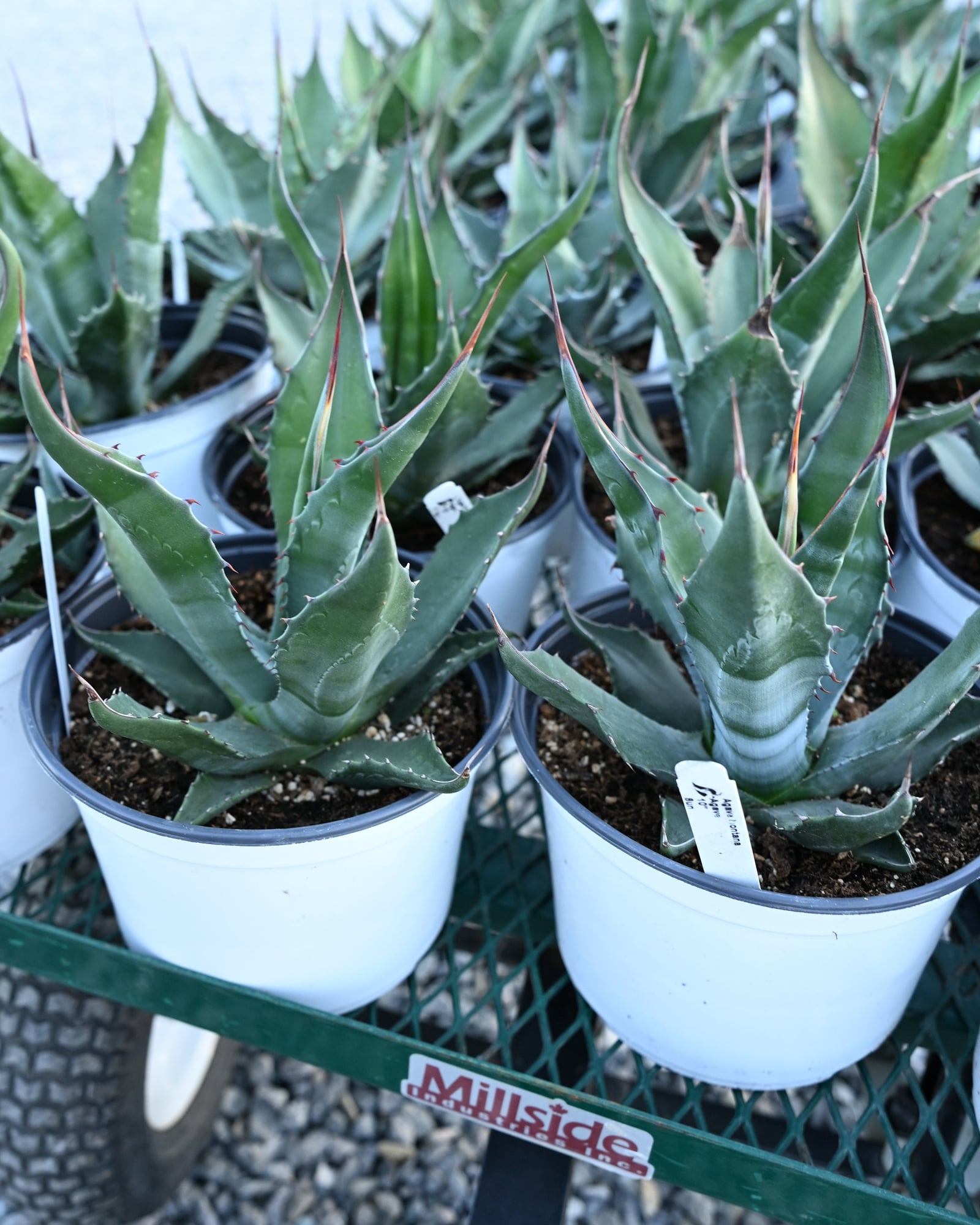 Mountain Agave - Image 2