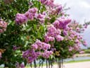 Muskogee Crape Myrtle Single Trunk with abundant lavender flowers and glossy green foliage