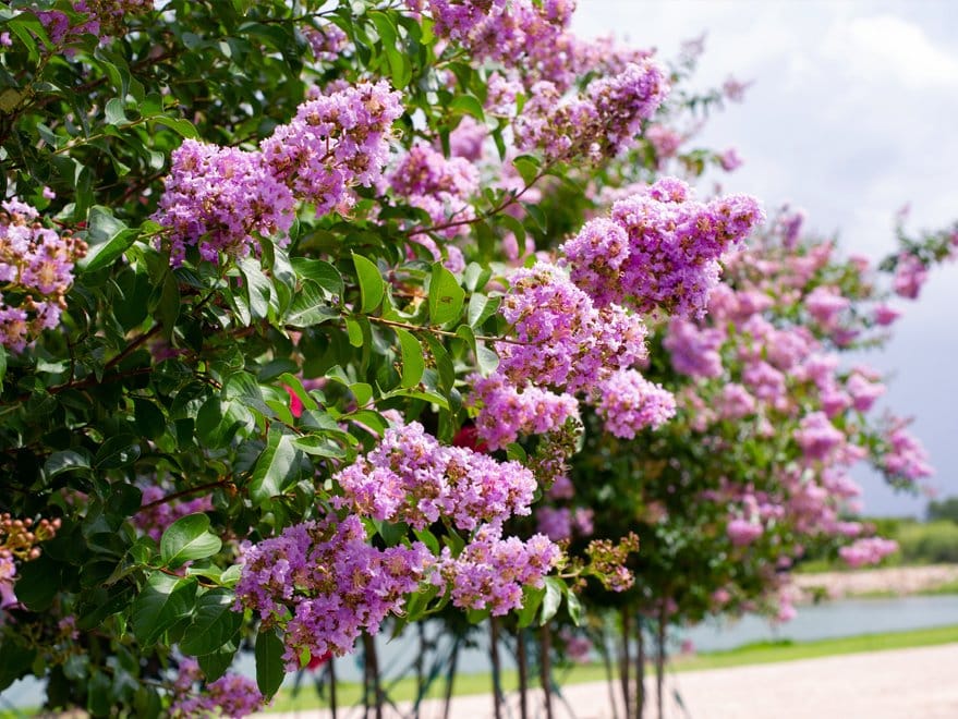 Muskogee Crape Myrtle Single Trunk lavender flowers Muskogee Crape Myrtle Single Trunk with abundant lavender flowers and glossy green foliage
