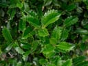 My Lady Holly with glossy green leaves and sharply serrated edges