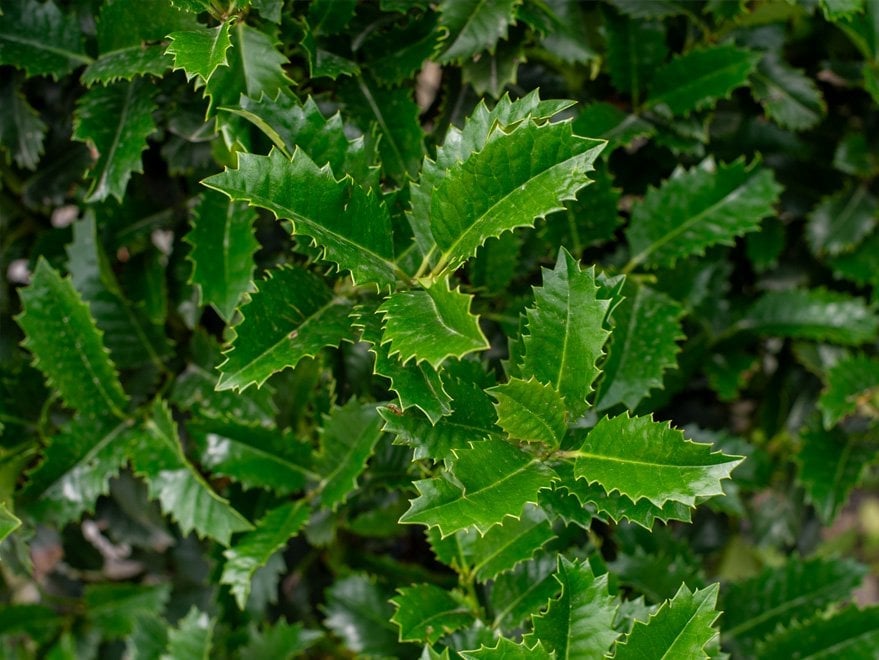 My Lady Holly glossy serrated leaves My Lady Holly with glossy green leaves and sharply serrated edges