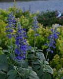 Mystic Spires Salvia - Image 2