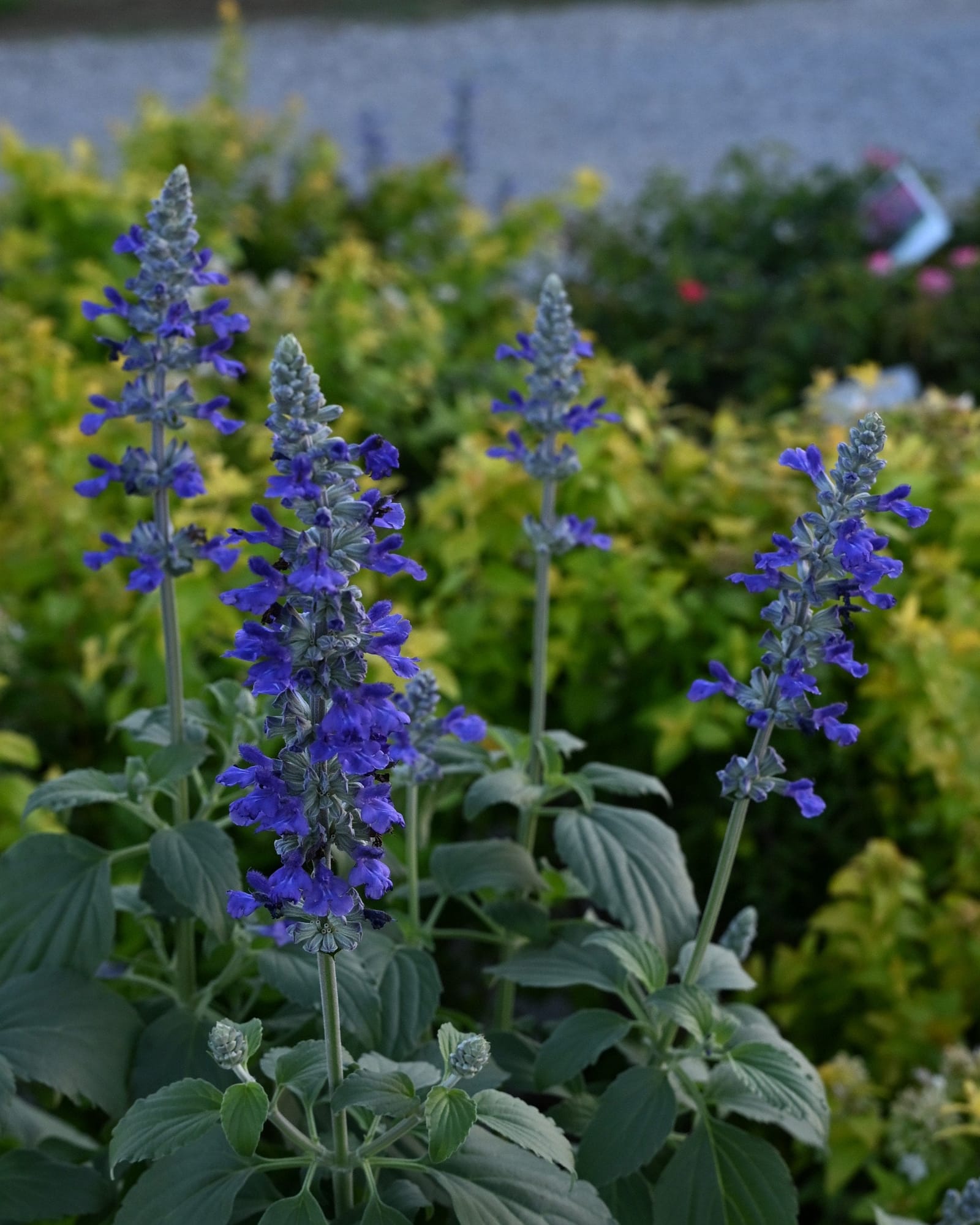Mystic Spires Salvia - Image 2