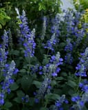Mystic Spires Salvia - Image 3