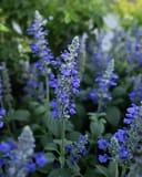 Mystic Spires Salvia - Main Image