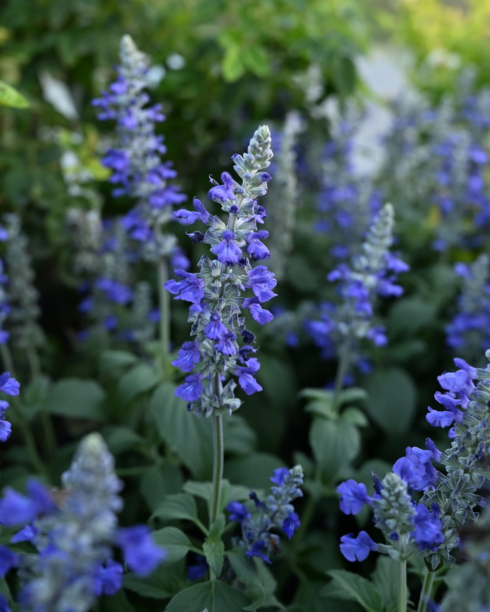 Mystic Spires Salvia - Main Image