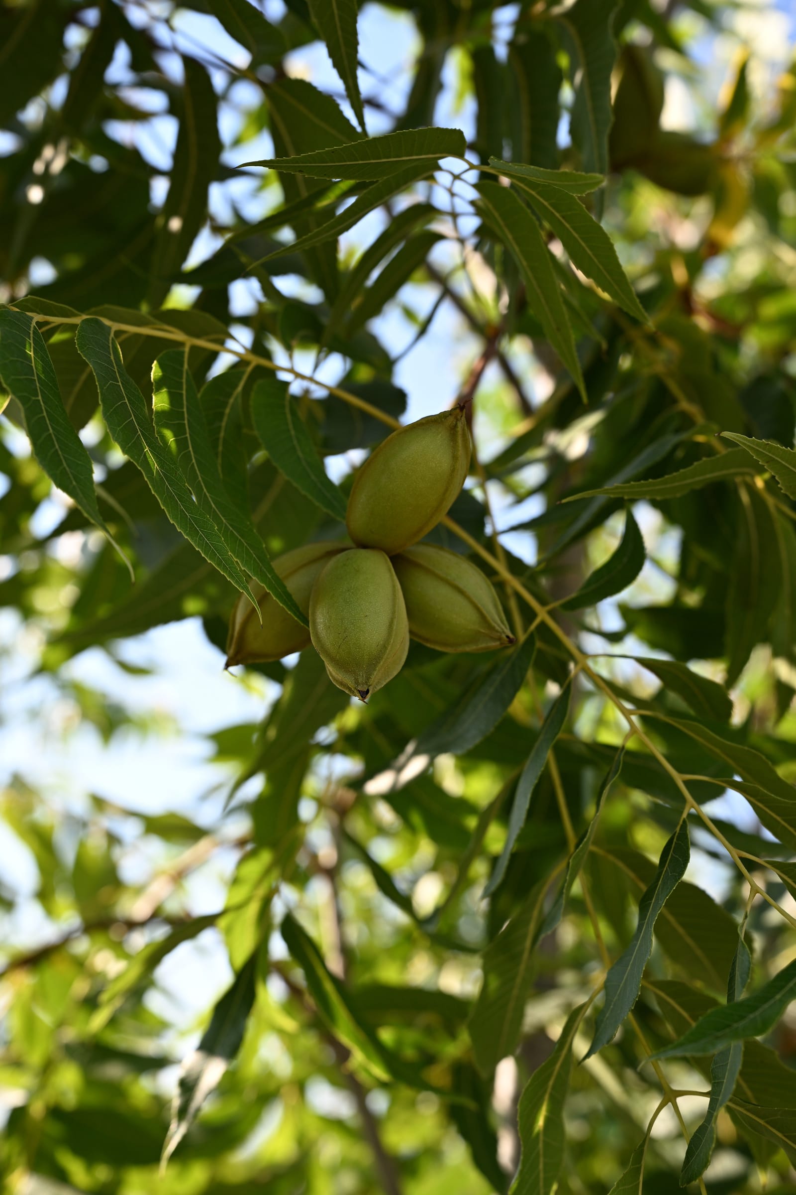 Pawnee Pecan - view 2