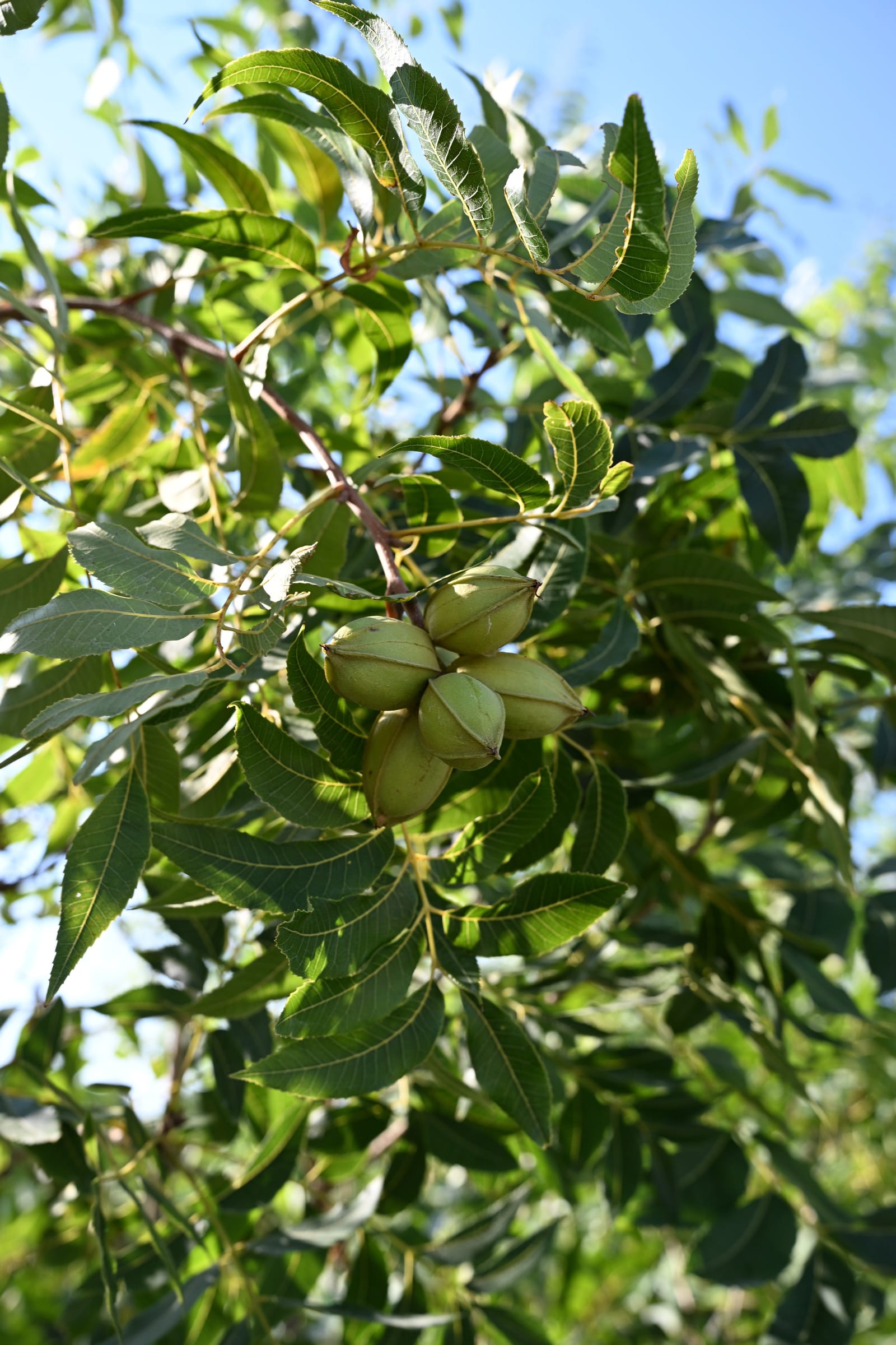 Pawnee Pecan - view 3