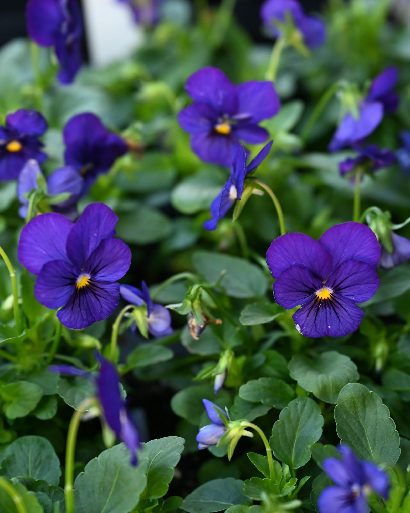 Penny Pro Deep Blue Viola