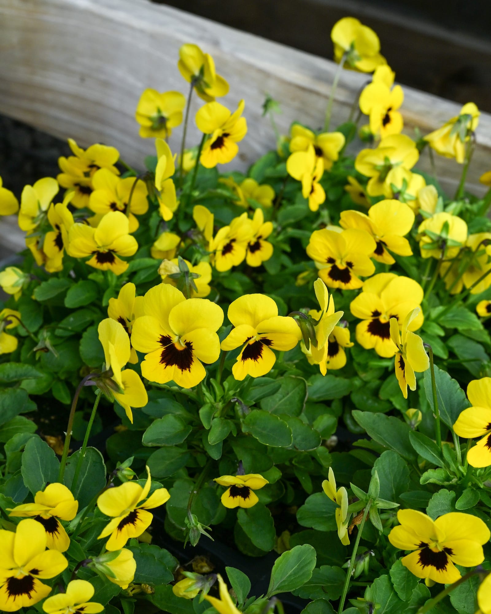 Penny Yellow Blotch Viola - view 5