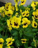 Penny Yellow Blotch Viola - Image 5