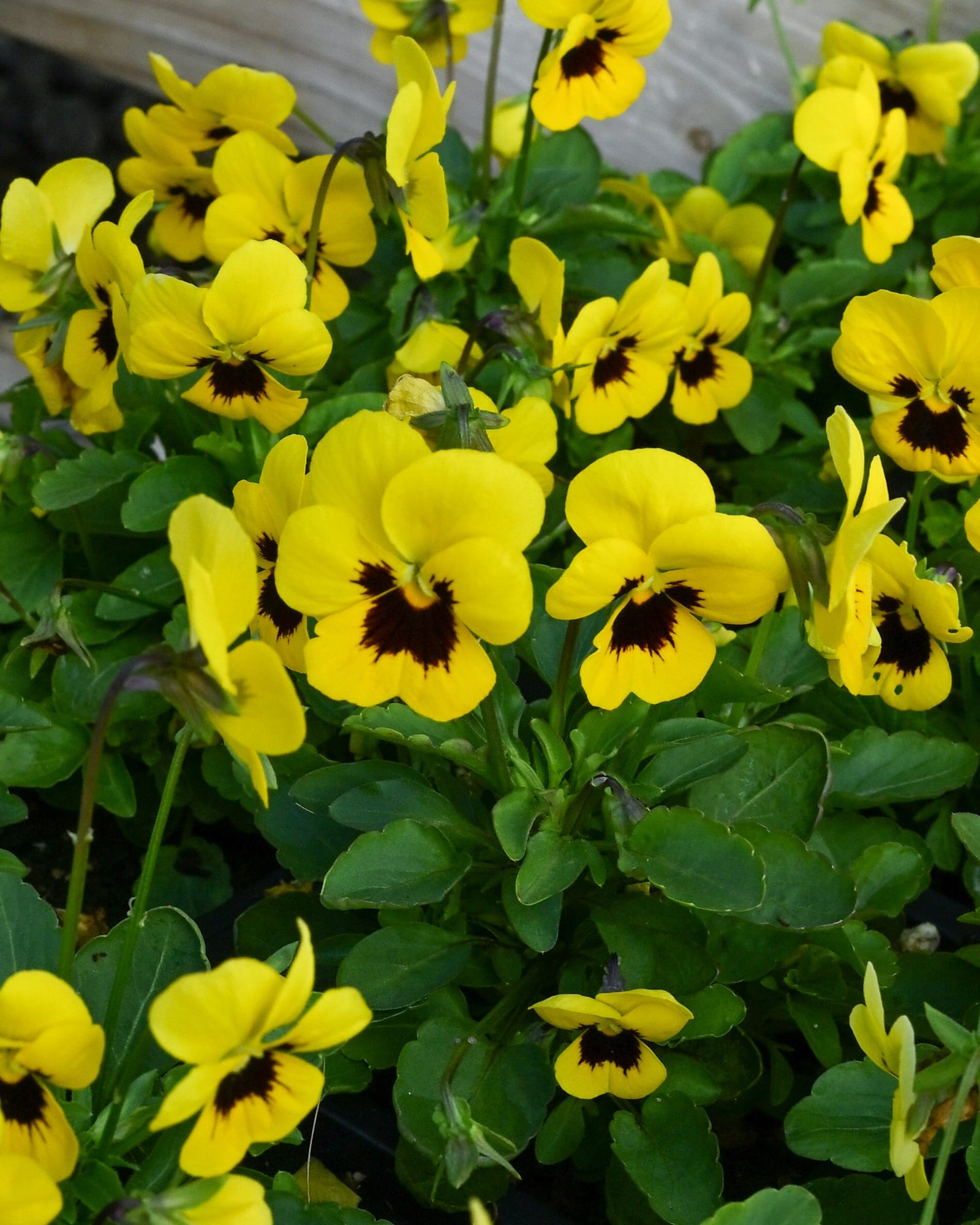 Penny Yellow Blotch Viola - view 4