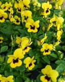 Penny Yellow Blotch Viola - Image 4