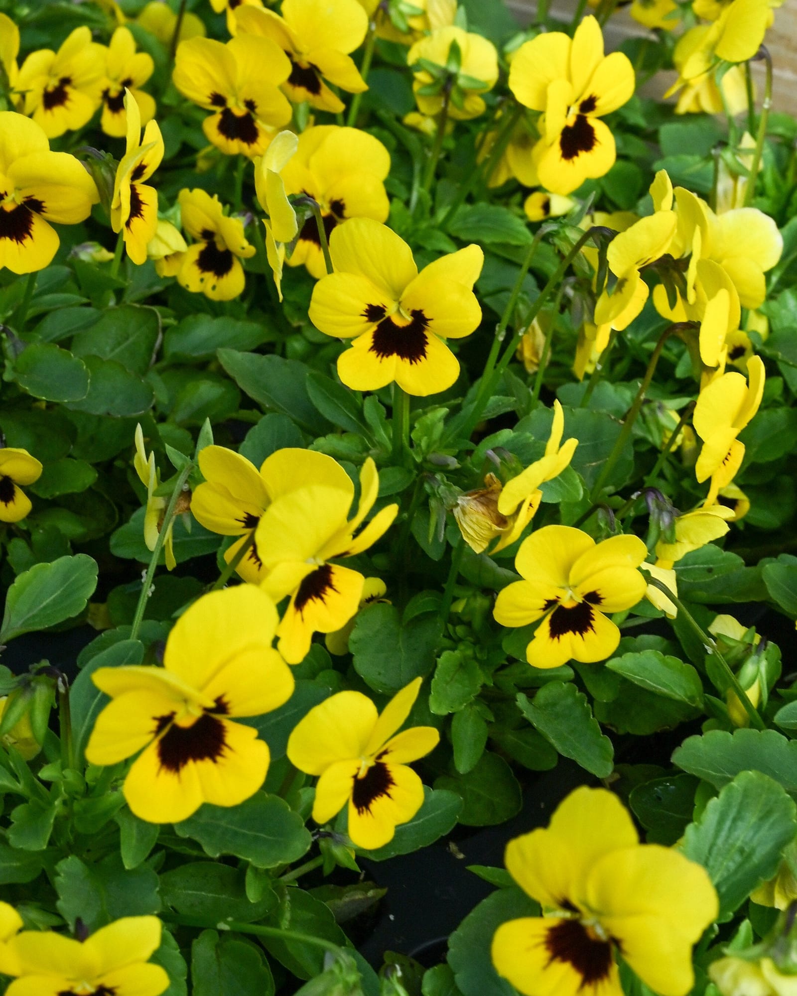 Penny Yellow Blotch Viola - view 3