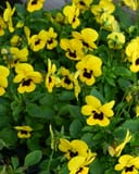Penny Yellow Blotch Viola - Image 2