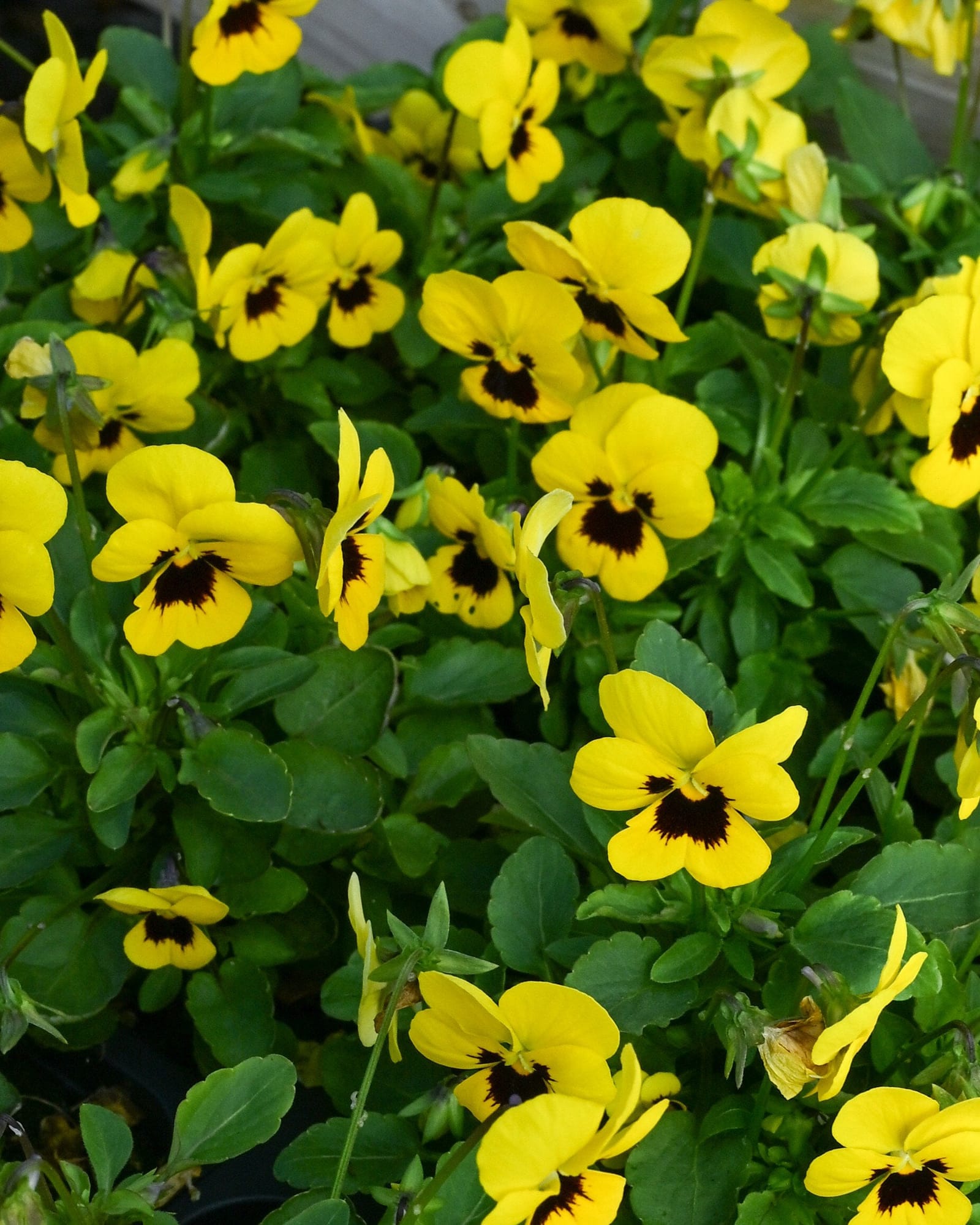 Penny Yellow Blotch Viola - view 2