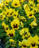 Penny Yellow Blotch Viola - Main Image