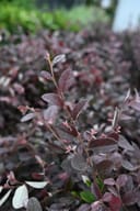 Plum Delight Loropetalum with burgundy leaves and pink new growth in a nursery container