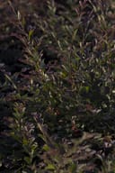Plum Delight Loropetalum with burgundy and green foliage on slender branching stems