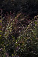 Plum Delight Loropetalum with burgundy and green foliage in a nursery container