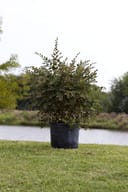 Plum Delight Loropetalum with burgundy foliage in a black nursery container on grass