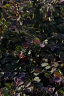 Plum Delight Loropetalum with dense purple and green foliage