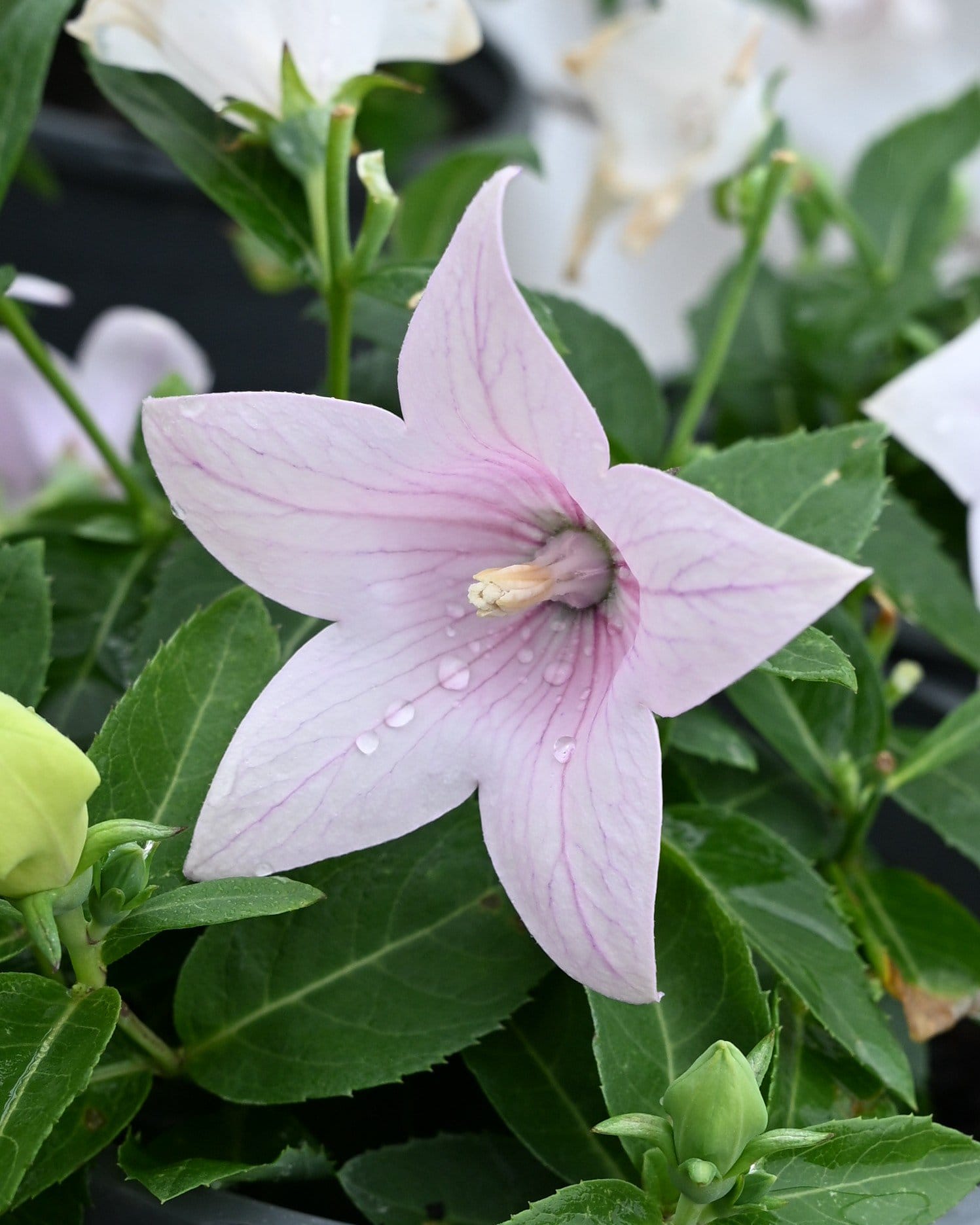 Pop Star Pink Balloon Flower