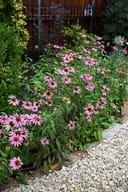 Purple Coneflower blooming with pink flowers beside a gravel path and garden fence