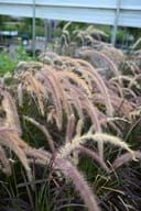 Purple Fountain Grass with soft pink and cream plume-like flower spikes in a nursery greenhouse