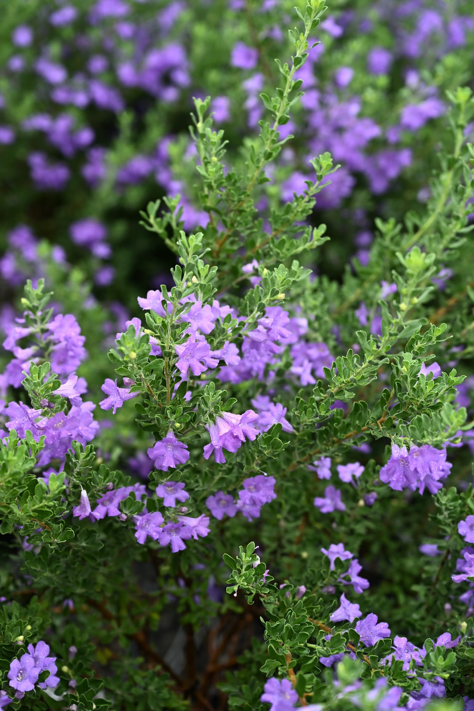 Purple Rain Texas Sage - view 3