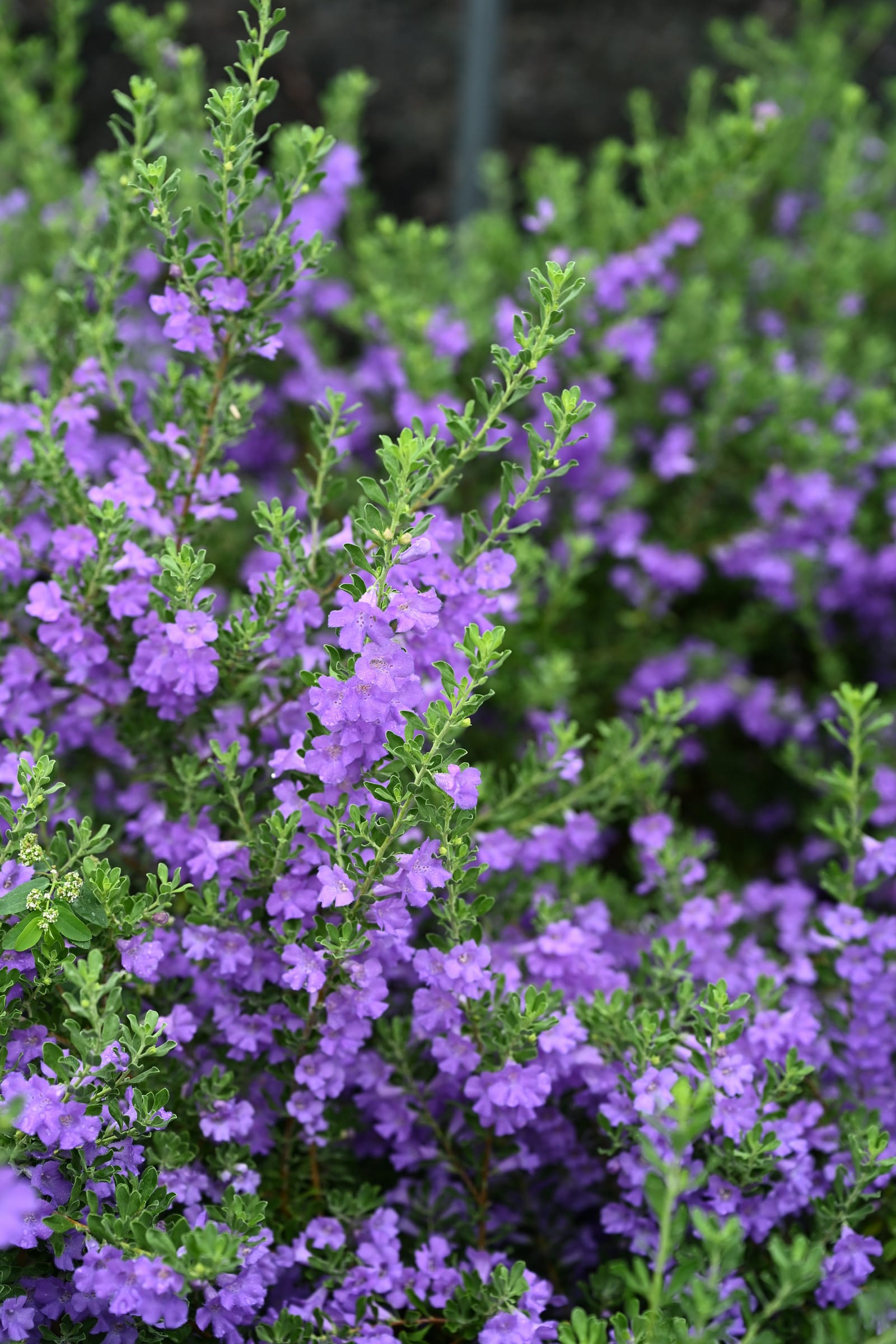 Purple Rain Texas Sage - view 2