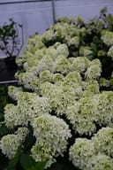 Quick Fire Fab Hydrangea with abundant pale green cone-shaped flower clusters in a nursery container