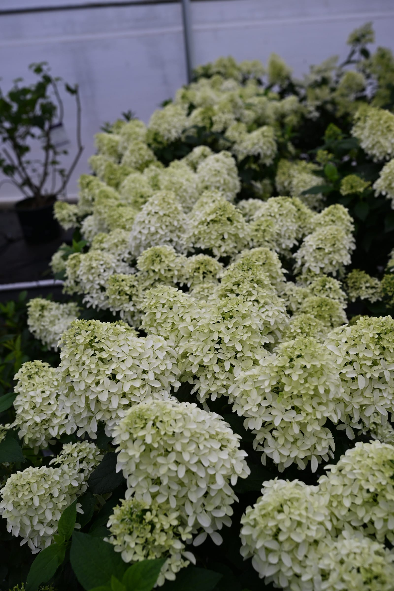 Quick Fire Fab Hydrangea - view 3
