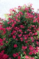Red Drift Rose covered in clusters of bright pink flowers and green foliage