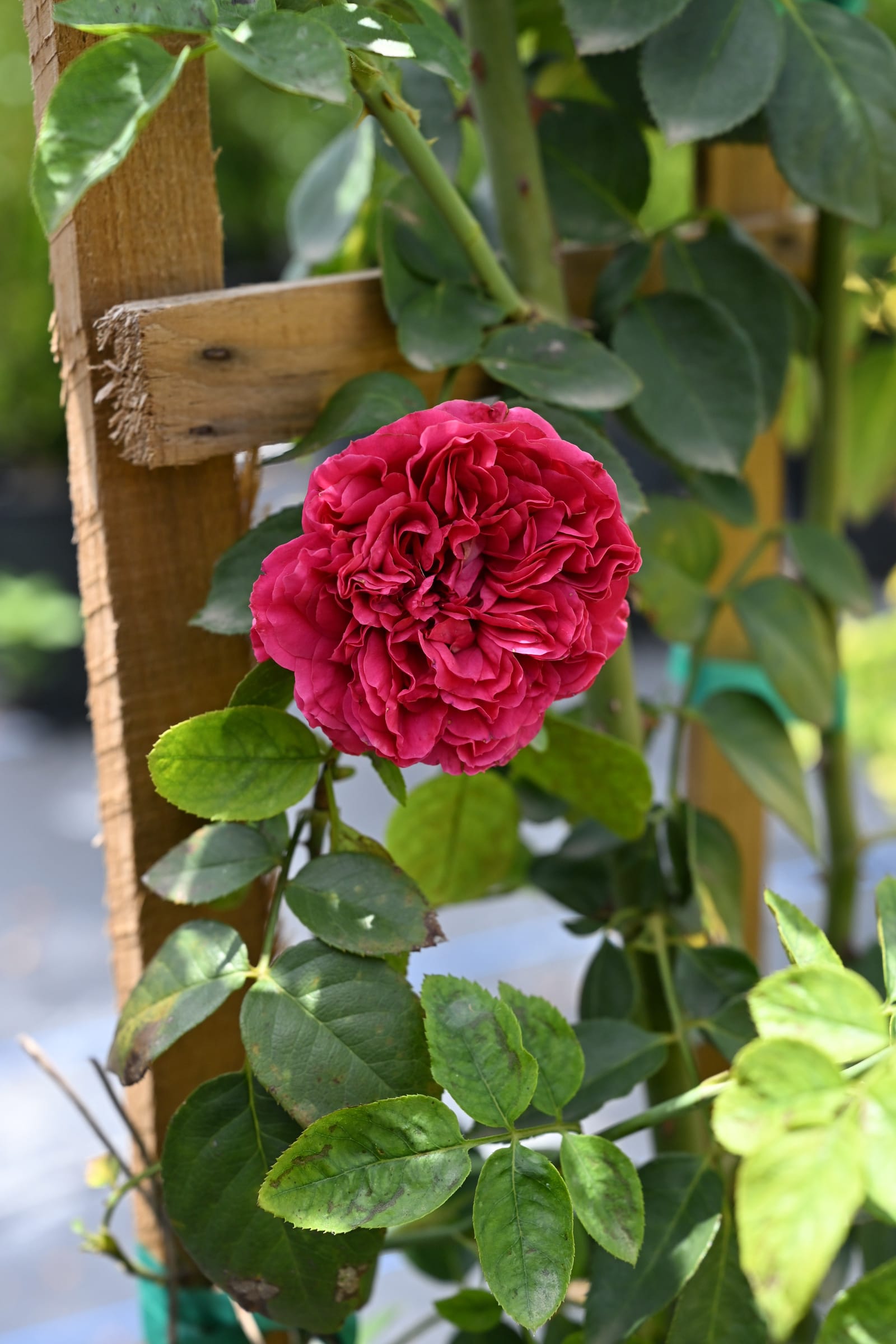 Red Eden Climbing Rose Trellis - view 3