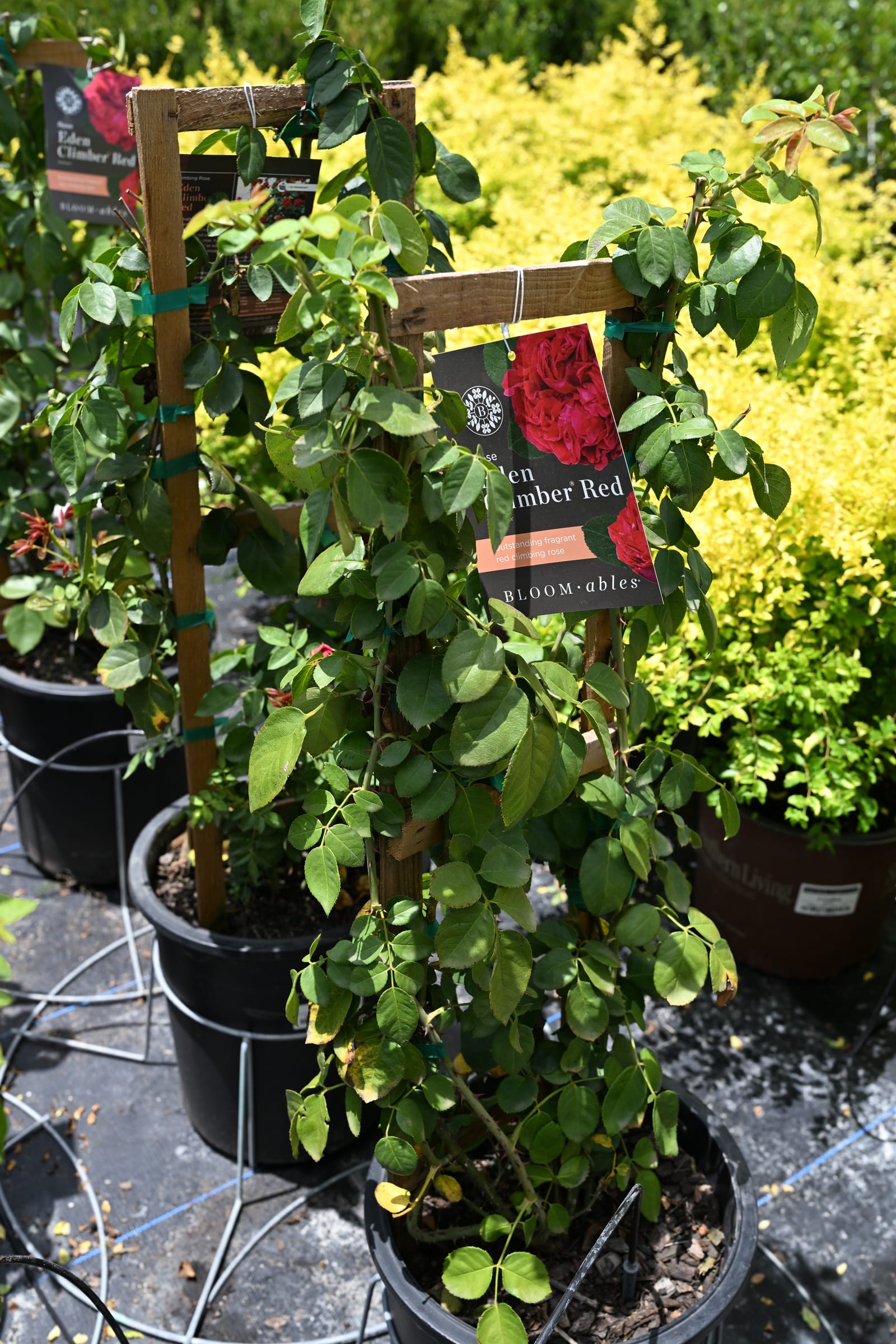 Red Eden Climbing Rose Trellis - view 4