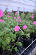 Rock Rose Pavonia with bright pink flowers and green foliage in nursery containers