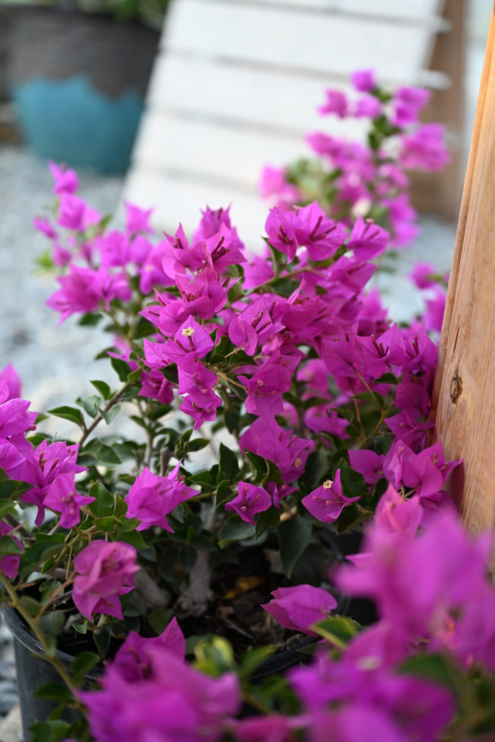 Royal Purple Bougainvillea - view 2
