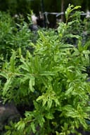 Russian Hardy Pomegranate with dense green foliage and upright new growth